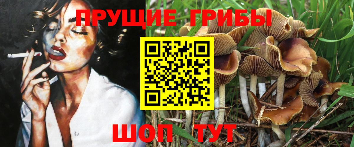 дарнет шоп  Галлюциногенные грибы Cubensis  Вход с VPN  Новокуйбышевск 